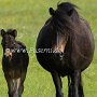Dartmoor_Pony86(54)