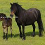 Dartmoor_Pony86(61)