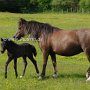 Dartmoor_Pony86(62)
