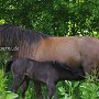 Dartmoor_Pony86(64)