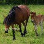Dartmoor_Pony86(67)