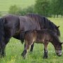 Dartmoor_Pony86(68)