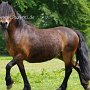 Dartmoor_Pony86(7)