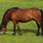 Dartmoor_Pony86(78)