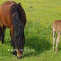 Dartmoor_Pony86(84)