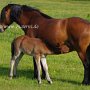 Dartmoor_Pony86(85)
