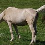 Deutsches_Reitpferd6(4)