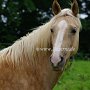 Golden_American_Saddlebreed_Horse66(4)