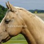 Golden_American_Saddlebreed_Horse66(5)