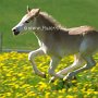 Haflinger35(131)