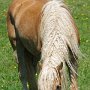 Haflinger35(46)