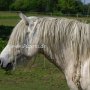 Highland_Pony58(13)