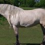 Highland_Pony58(14)