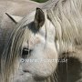 Highland_Pony58(18)