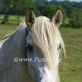 Highland_Pony58(19)