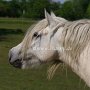 Highland_Pony58(20)