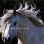 Highland_Pony58(22)