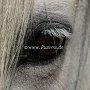 Highland_Pony58(24)