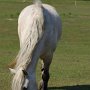 Highland_Pony58(26)