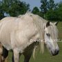 Highland_Pony58(29)