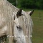 Highland_Pony58(30)