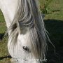 Highland_Pony58(31)