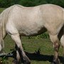 Highland_Pony58(33)