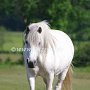 Highland_Pony58(5)