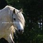 Highland_Pony58(7)