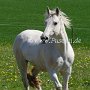 Irish_Sport_Horse1(11)