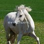 Irish_Sport_Horse1(12)