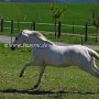 Irish_Sport_Horse1(26)