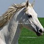 Irish_Sport_Horse1(33)