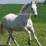 Irish_Sport_Horse1(34)