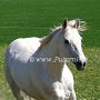 Irish_Sport_Horse1(37)