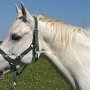 Irish_Sport_Horse1(43)