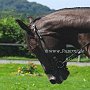 Kentucky_Mountain_Saddle_Horse1(1)