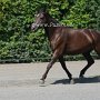 Kentucky_Mountain_Saddle_Horse1(17)