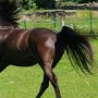 Kentucky_Mountain_Saddle_Horse1(4)