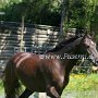 Kentucky_Mountain_Saddle_Horse1(6)