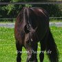 Kentucky_Mountain_Saddle_Horse1(7)