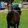 Kentucky_Mountain_Saddle_Horse1(9)