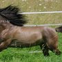 Kiger_Mustang1(131)
