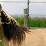 Kiger_Mustang1(31)