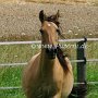 Kiger_Mustang1(34)