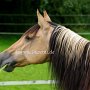 Kiger_Mustang1(35)