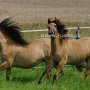 Kiger_Mustang1(69)