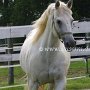 Quarter_Horse83(2)