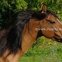 Spanish_Mustang1(14)