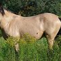 Spanish_Mustang1(57)